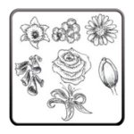 Logo of Draw Flowers android Application 